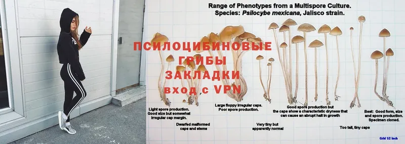 Галлюциногенные грибы прущие грибы  закладки  Подольск 